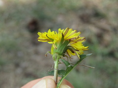 Taraxacum scanicum