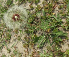 Taraxacum scanicum