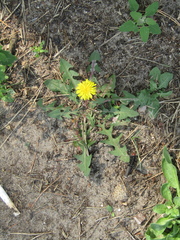 Taraxacum scanicum