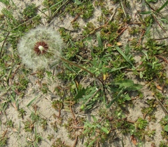 Taraxacum scanicum