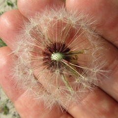 Taraxacum scanicum