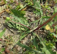 Taraxacum scanicum