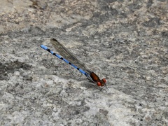 Argia joergenseni