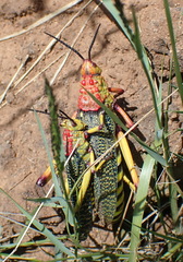 Phymateus morbillosus morbillosus