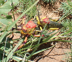 Phymateus morbillosus morbillosus