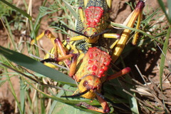 Phymateus morbillosus morbillosus