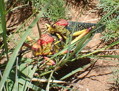 Phymateus morbillosus morbillosus