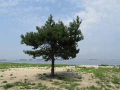Pinus sylvestris sylvestris