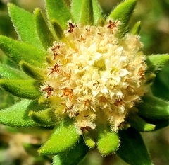 Phylica dioica