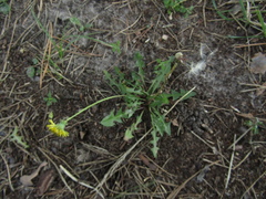 Taraxacum scanicum