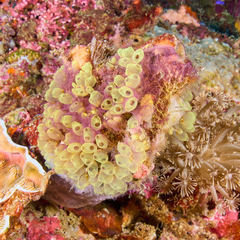 Perophora modificata