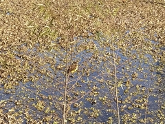 Pitangus sulphuratus