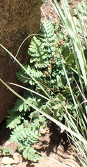 Cheilanthes eckloniana