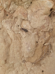 Neocicindela tuberculata