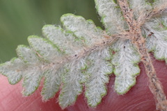 Cheilanthes eckloniana