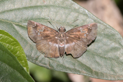 Quadrus cerialis