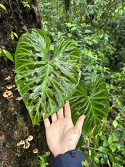 Philodendron verrucosum