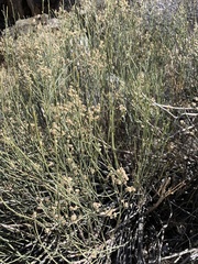 Baccharis sergiloides