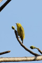 Zosterops anderssoni