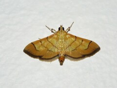 Orphanostigma haemorrhoidalis