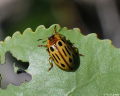 Chrysomela lineatopunctata
