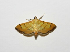 Orphanostigma haemorrhoidalis