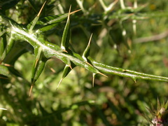 Galactites tomentosus