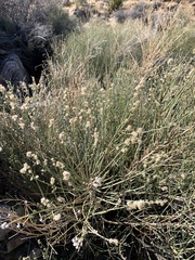 Baccharis sergiloides