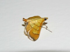 Orphanostigma haemorrhoidalis