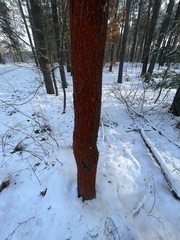 Trentepohlia umbrina