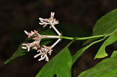 Chassalia curviflora