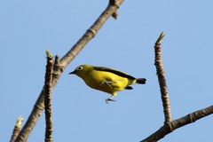 Zosterops anderssoni