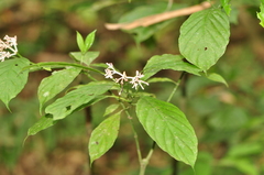Chassalia curviflora