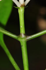 Chassalia curviflora