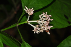 Chassalia curviflora