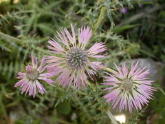 Galactites tomentosus