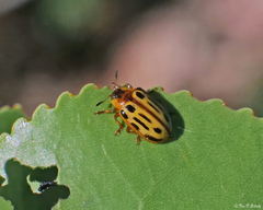 Chrysomela lineatopunctata