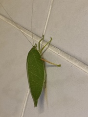 Zabalius ophthalmicus