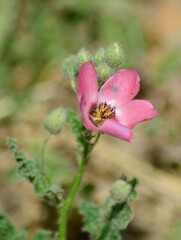 Lecanophora