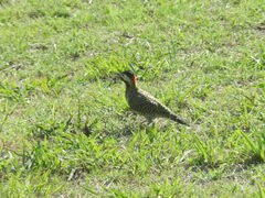 Colaptes melanochloros