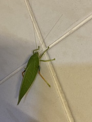 Zabalius ophthalmicus