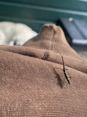 Lasiorhynchus barbicornis