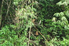 Macaca fascicularis