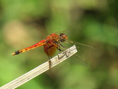 Erythrodiplax corallina