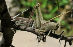 Schistocerca nitens nitens