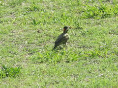 Colaptes melanochloros