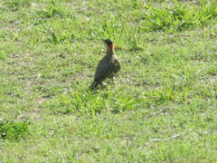 Colaptes melanochloros