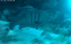 Acanthistius patachonicus