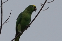 Amazona ochrocephala