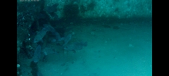 Acanthistius patachonicus
